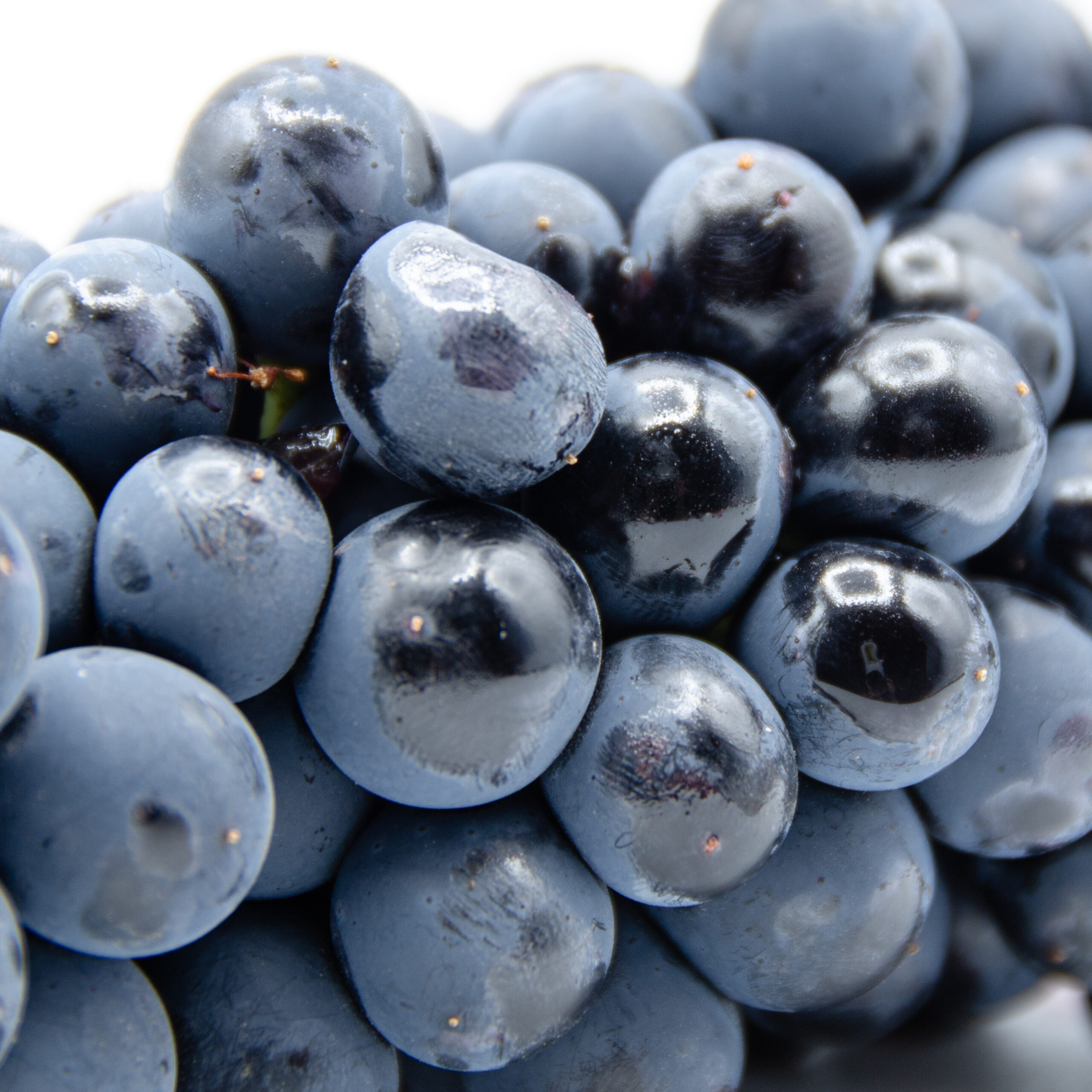 Syrah_tryptich_cu_3 Syrah_tryptich_cu_3