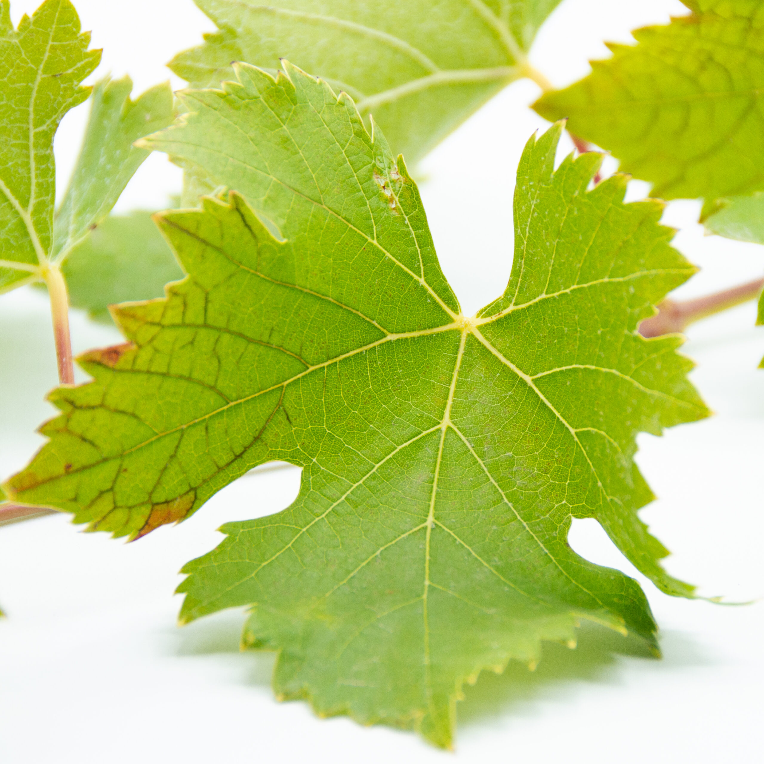 Syrah_tryptich_leaf_2 Syrah_tryptich_leaf_2