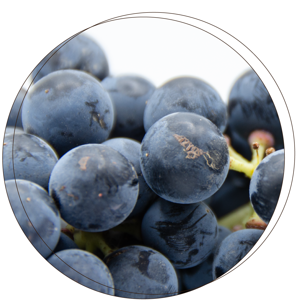 Tempranillo_thumbnail