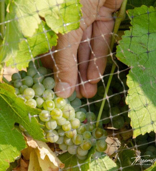 Chenin_blanc_threemile_vineyard_viticulture_fruit_sample