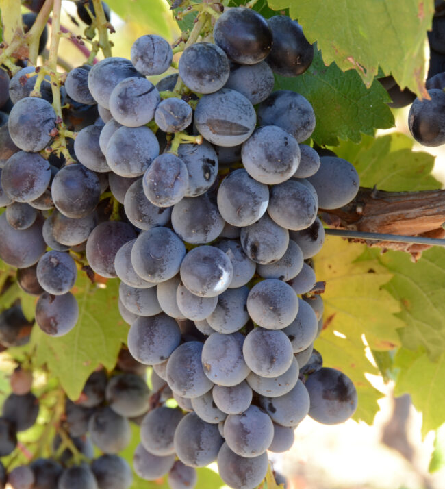 Cinsaut_cinsault_grapes_harvest_on_vine