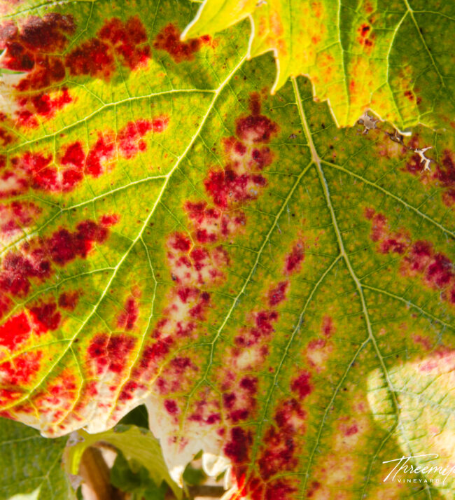 Early_fall_color_grape_leaf_threemile