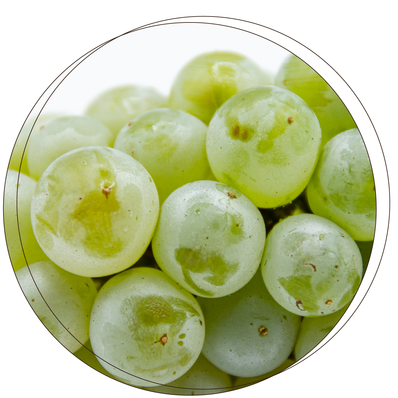 Grenache_blanc_thumbnail