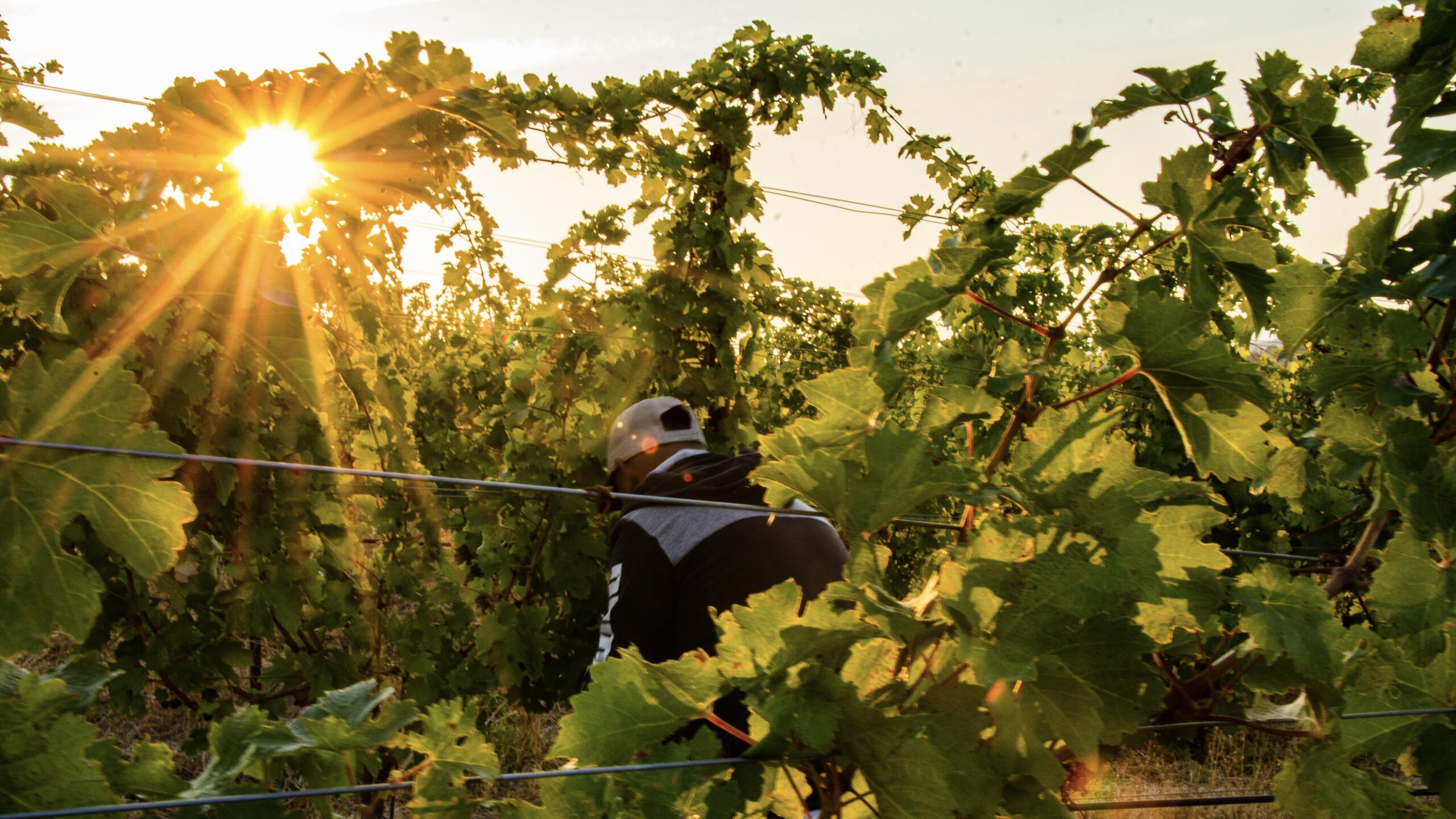 Harvest_2022_sunrise_early_work_16x9 Harvest_2022_sunrise_early_work_16x9