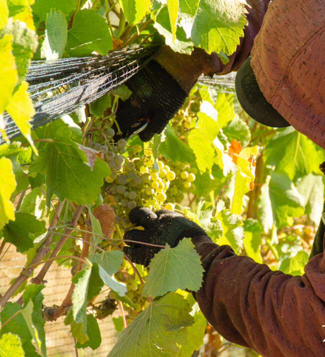 Harvester_picking_albarino_fruit_threemile_vineyard_vine