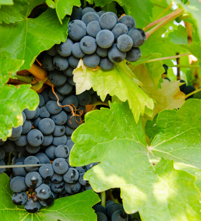 Mencia_grapes_on_vine_threemile_vineyard