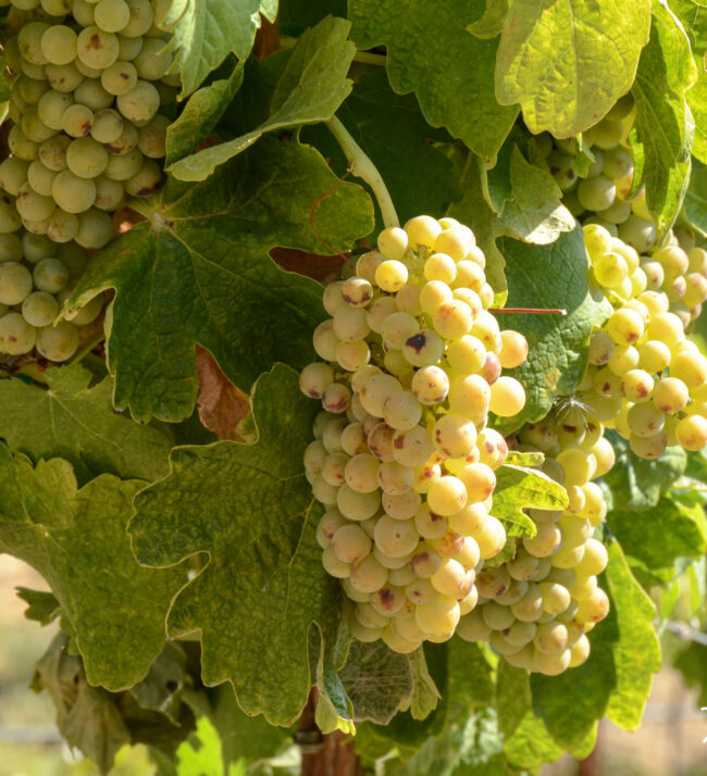 Roussanne_grapes_fruit_on_vine_threemile_vineyard