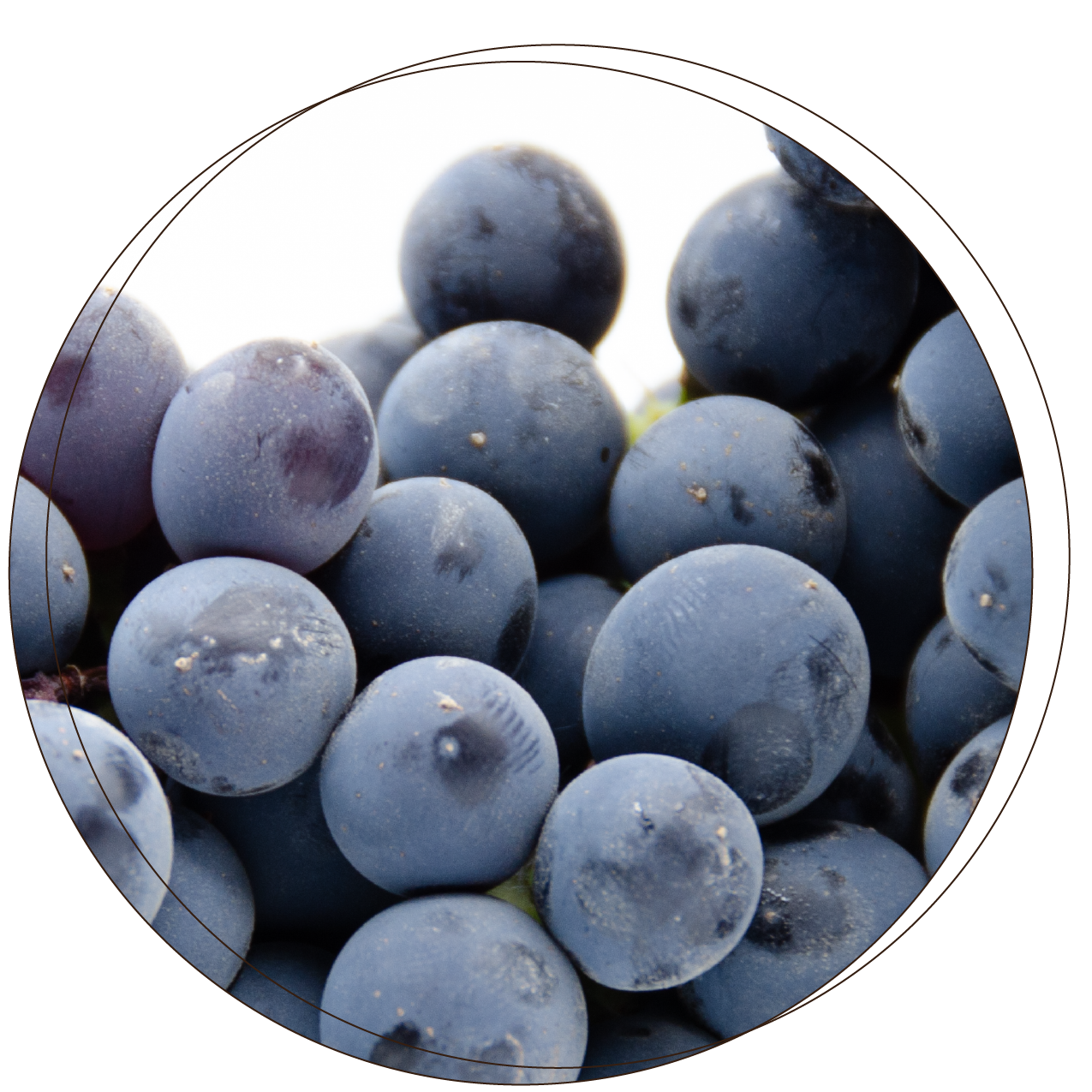 Sangiovese_thumbnail_main_page