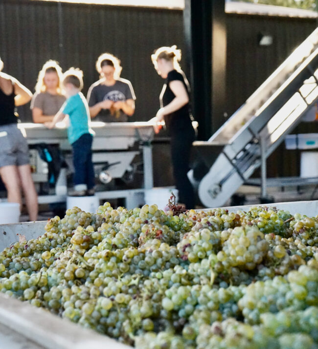 brianne_day_day_wines_chenin_blanc_harvest_2022