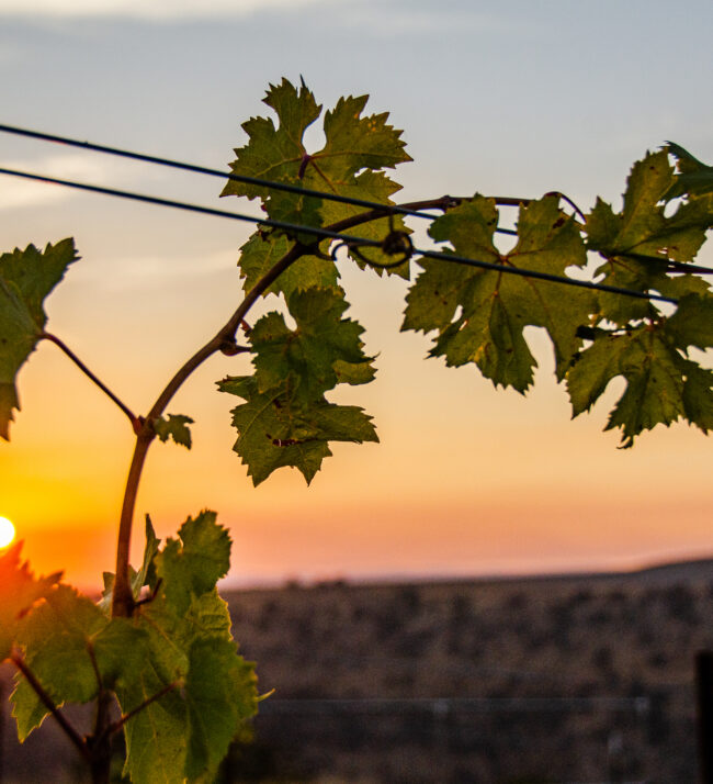 grapevine_cab_franc_sunrise_threemile_vineyard_fall-1