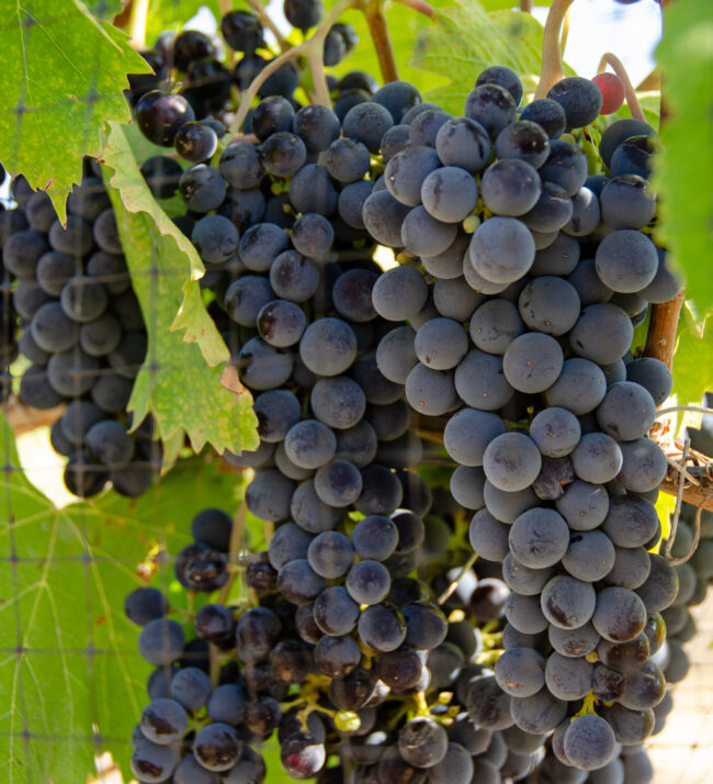 sangiovese_october_2022_threemile_vineyard_harvest