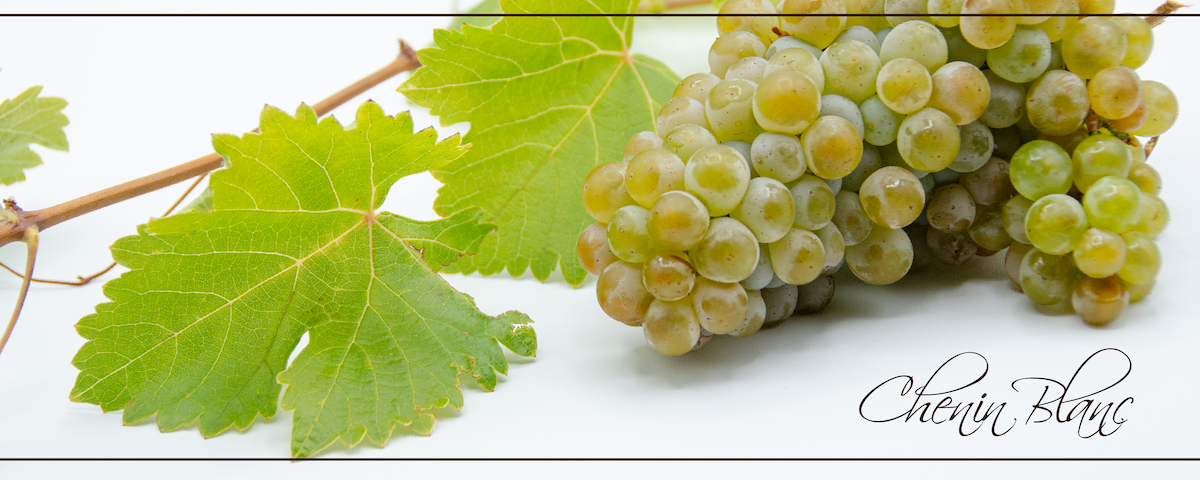 Chenin_blanc_header_slider_resized Chenin_blanc_header_slider_resized