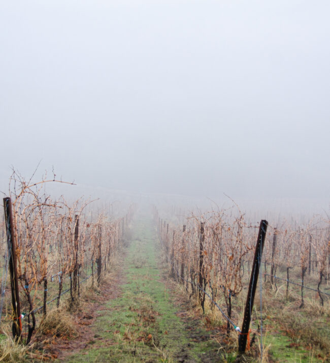 Foggy_hillside_threemile_vineyard