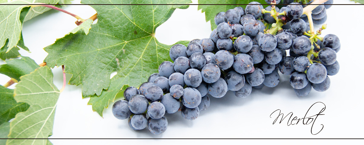Merlot_header_slider_Slider_resized Merlot_header_slider_Slider_resized