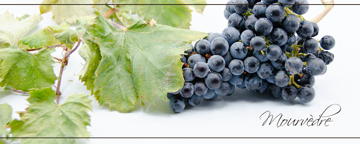 Mouvedre_header_slider_Slider_resized Mouvedre_header_slider_Slider_resized