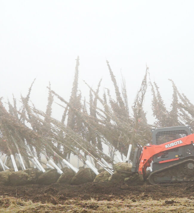 New_trees_oaks_fog_winter_planting_development_threemile