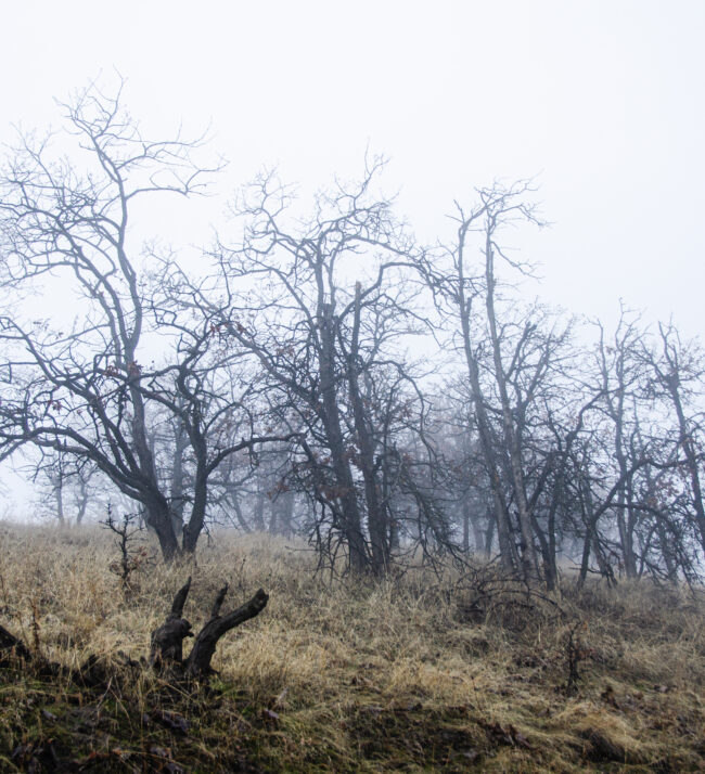 Oak_grove_in_the_fog
