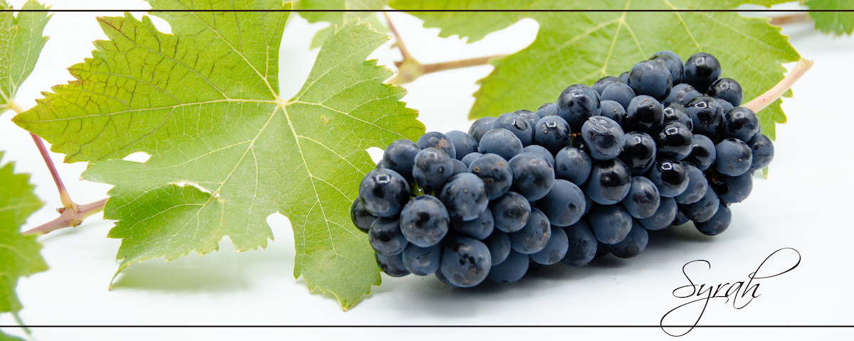 Syrah_header_slider_Slider_resized Syrah_header_slider_Slider_resized