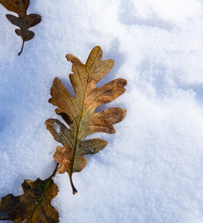 oak_leaf_on_snow