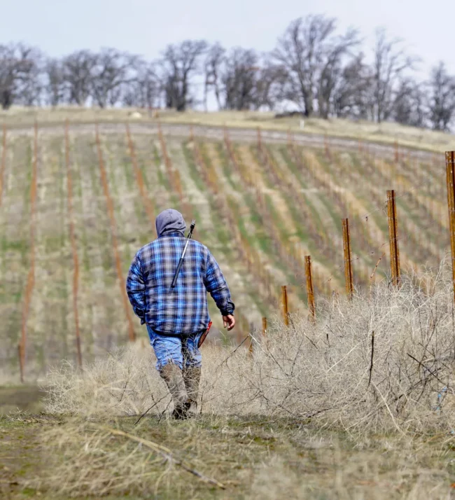 man walking in a vineyard