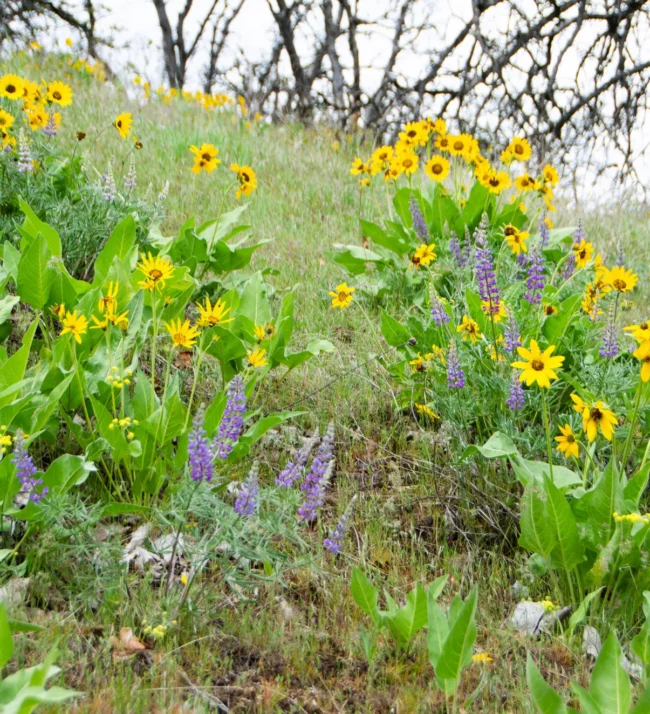 spring wildflowers in the field