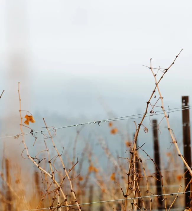 Vineyards in winter