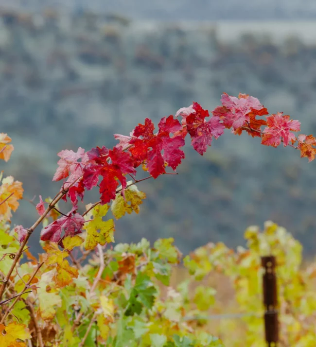 Grape leaves turning red in the fall