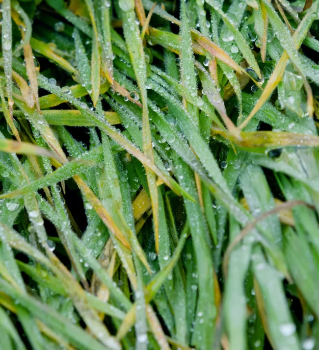 dew covered grass