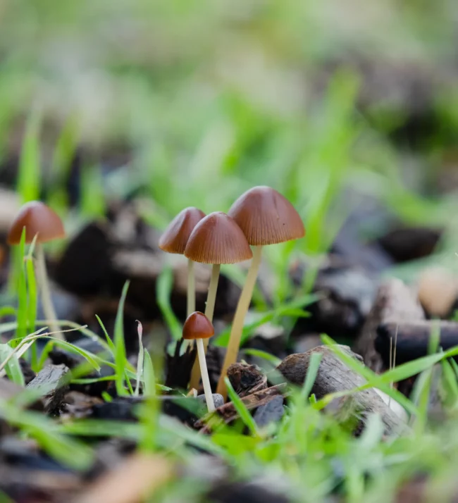 mushrooms growing in the grass