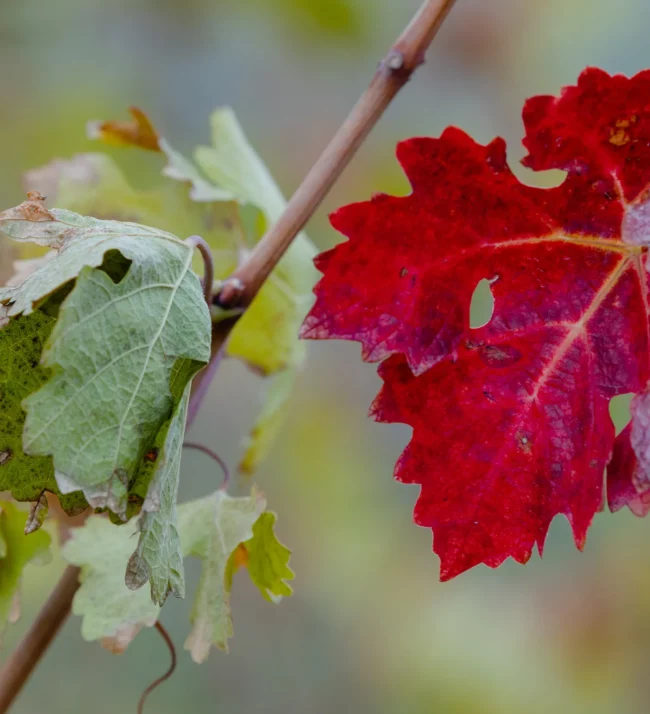 Grape leaves turning red in the fall