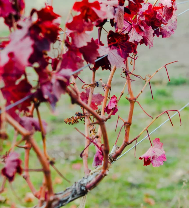 Grape leaves turning red in the fall