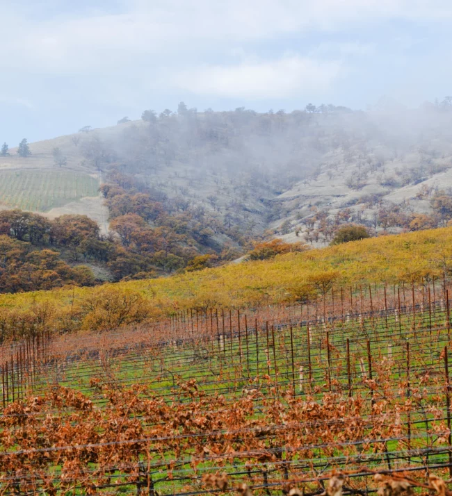 Vineyards turning red in the fall