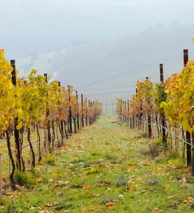 Vineyards turning yellow and red in the fall