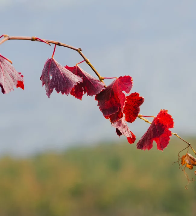 Grape leaves turning red in the fall