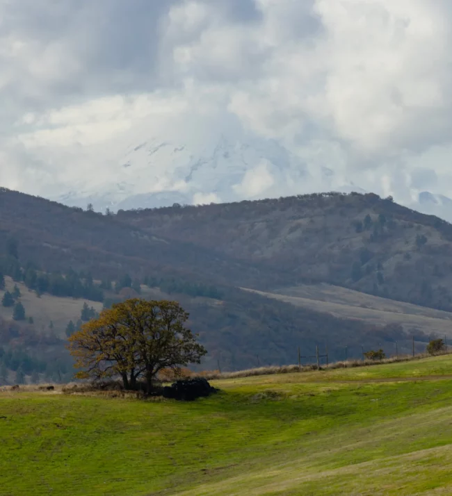 Vineyards in the foreground and the hills behind