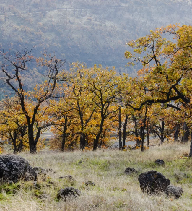 Vineyards turning yellow and red in the fall