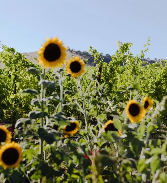 Sunflowers in the field