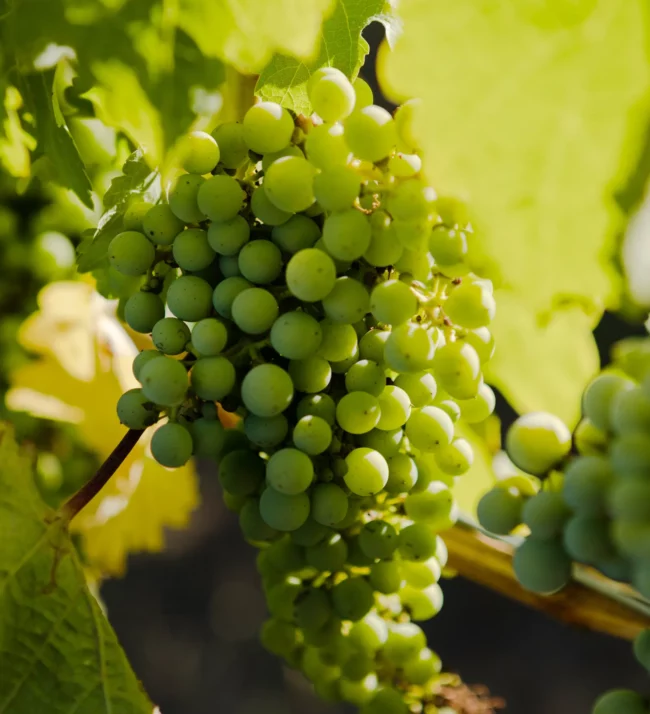 Grapes on the vine