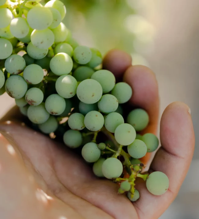 Grapes on the vine