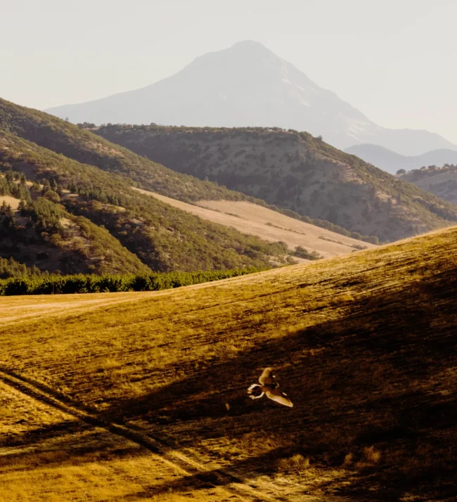 Vineyards