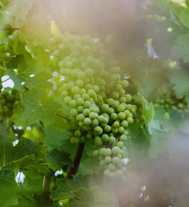 Grapes on the vine