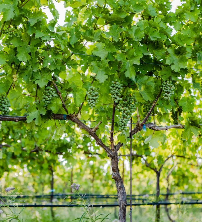 Grapes on the vine