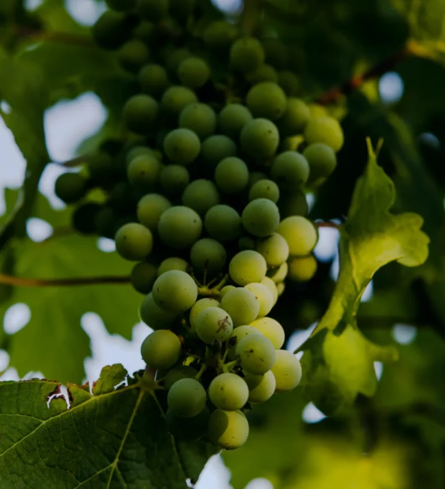 Grapes on the vine