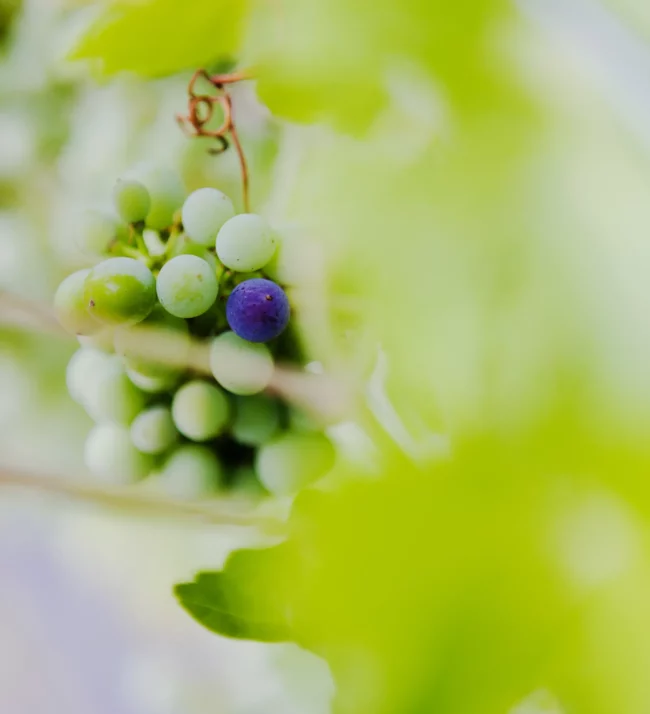 Grapes on the vine