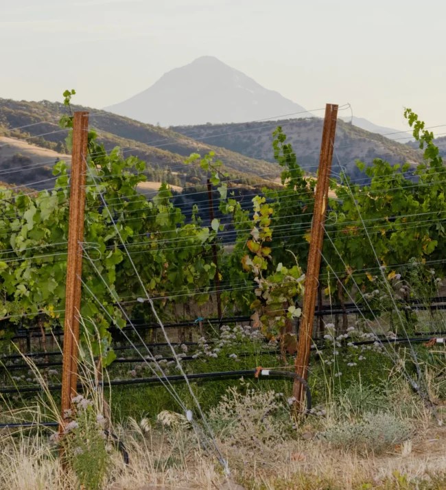 Vineyards