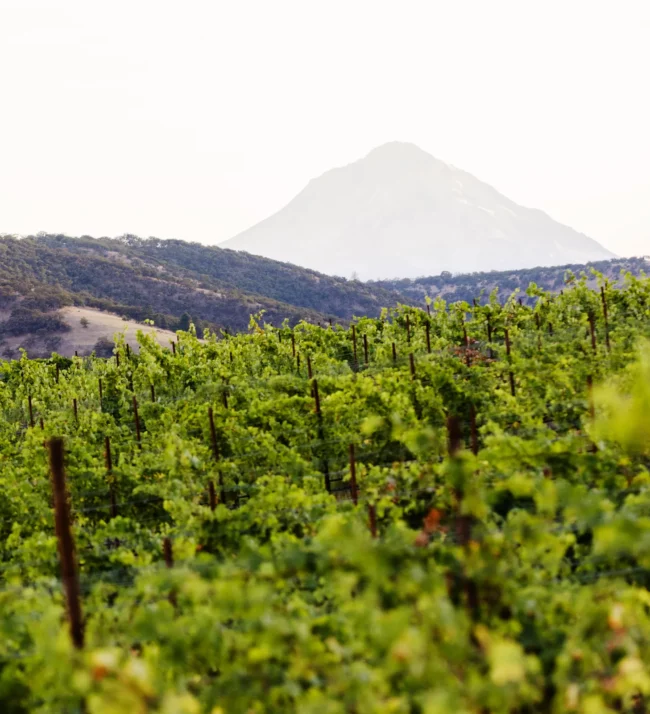 Vineyards