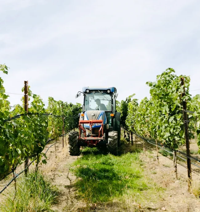 Tractor in the vineyards