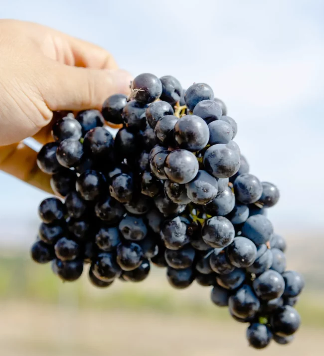 Hand holding a bunch of grapes