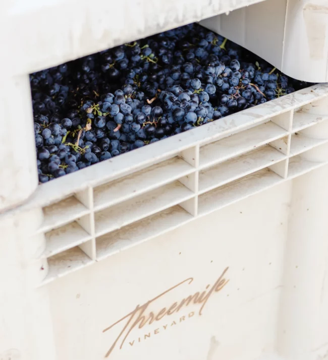 Harvest bins filled with grapes