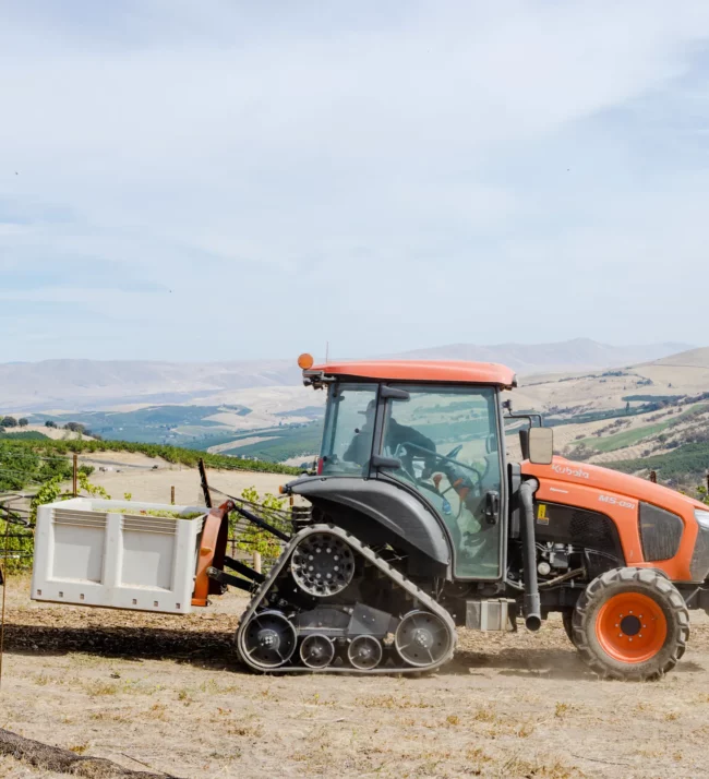 Forklift with a harvest bin of grapes on it